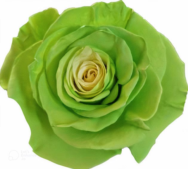 Green Fairy Rose Tinted (Fresh Cut)