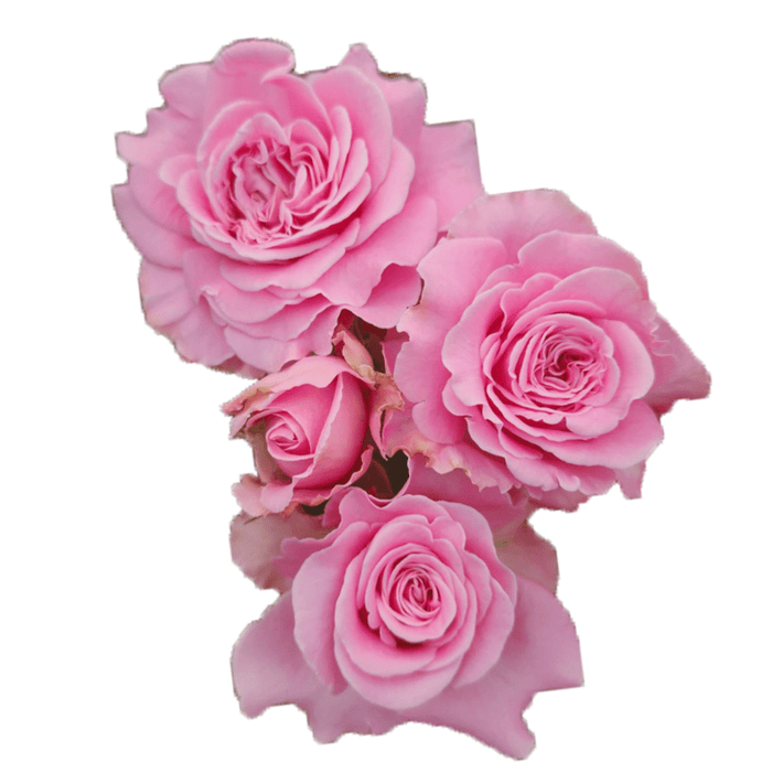 Passion in Pink Premium Spray Rose – Fresh Cut Stems