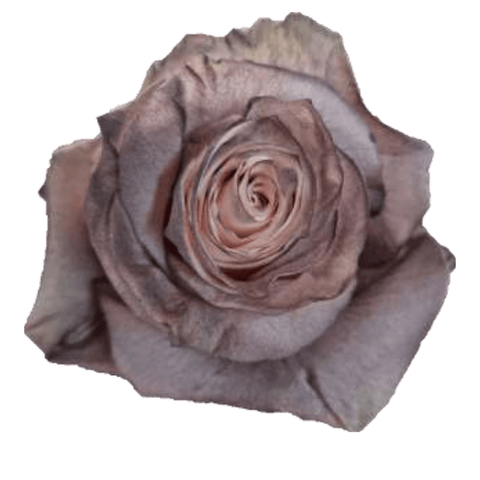 Pink Dark Choccolato Rose Tinted (Fresh Cut)