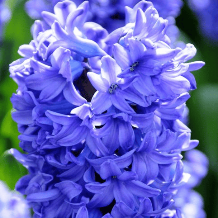Bulk Blue Hyacinth Flowers – Fresh Cut, Spring Wedding Flowers