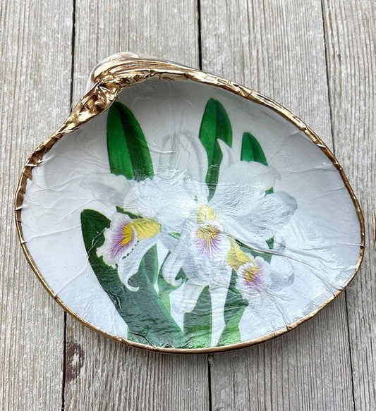 Clam Shell - Orchid