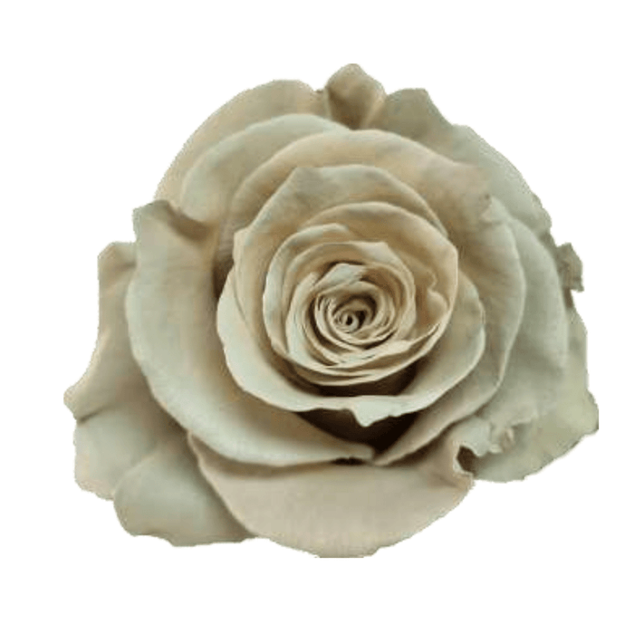 Coffe Cream Rose Tinted (Fresh Cut)