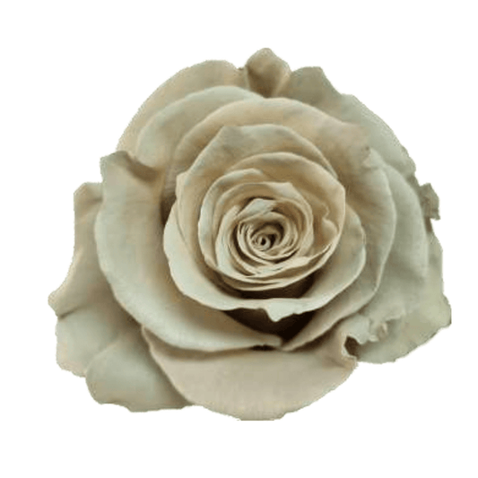 Coffe Cream Rose Tinted (Fresh Cut)