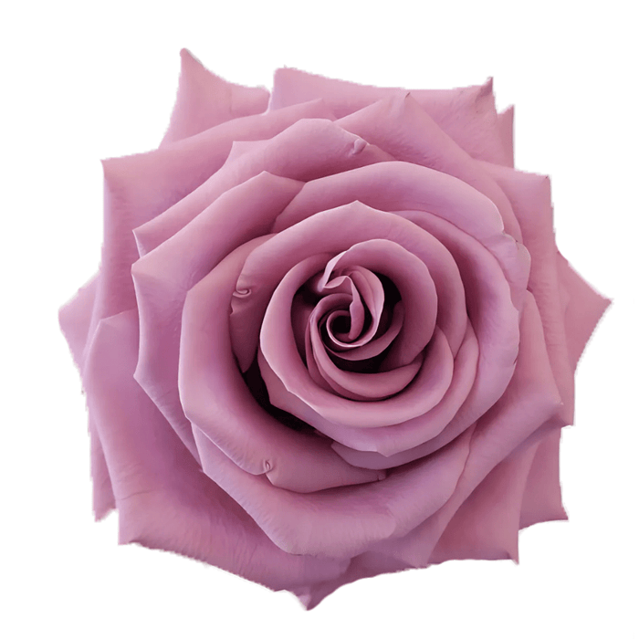 Lavender Amatista Rose Fresh Cut – Premium Farm Direct Roses
