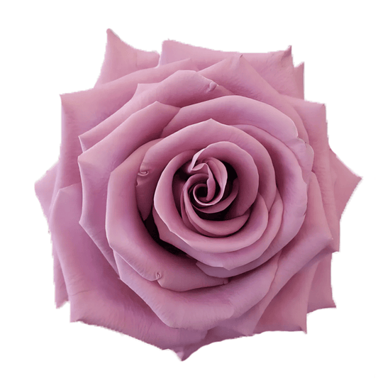 Lavender Amatista Rose Fresh Cut – Premium Farm Direct Roses