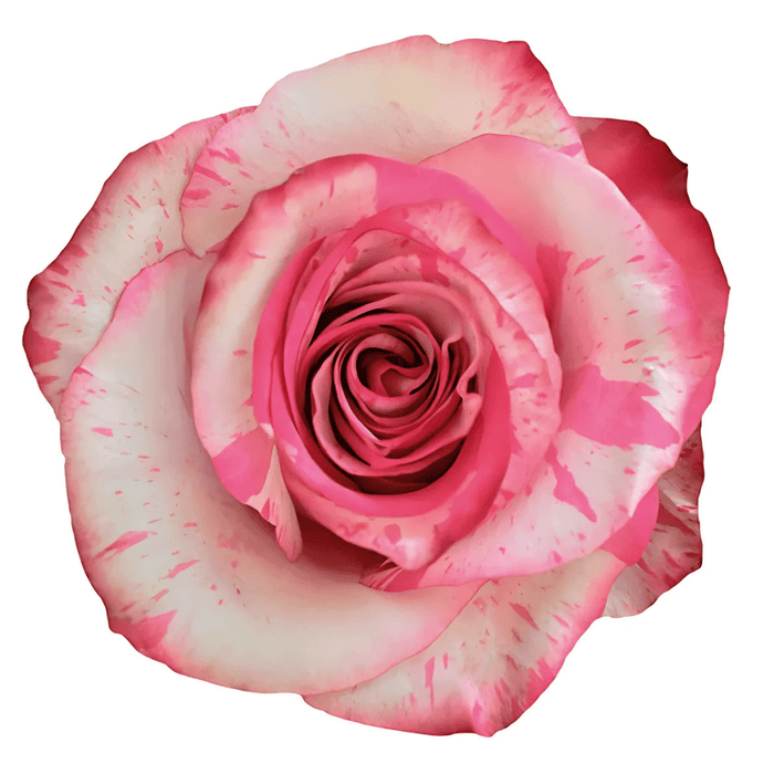 Lavender Magic Times Rose Fresh Cut – Premium Farm Direct Roses