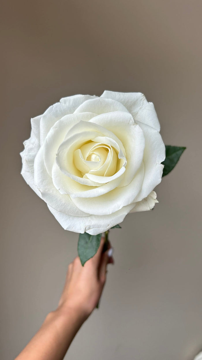 Mia Rose | Pure White with Cream Center Premium Roses | Farm Direct Wholesale | Free Shipping