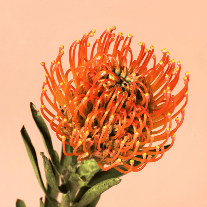 Pincushion Ayoba Peach – Fresh Cut Premium Protea for Weddings & Events