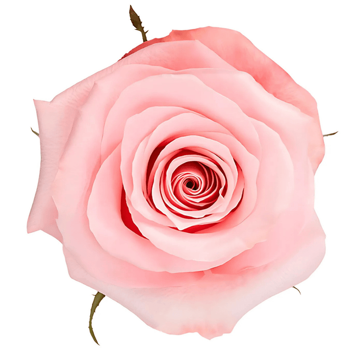 Pink Be Sweet Rose Fresh Cut – Premium Farm Direct Roses