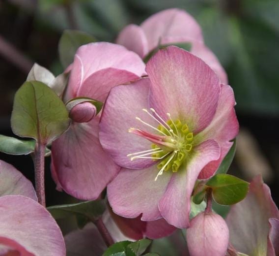 Pink Helleborus “Winterbells” Style – Fresh Cut 35 cm