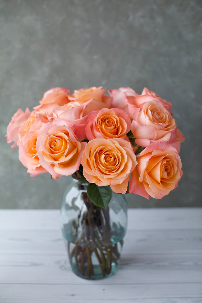 Premium Coral Reef Rose | Warm Coral & Salmon-Pink Tones | Wholesale Farm Direct + Free Shipping