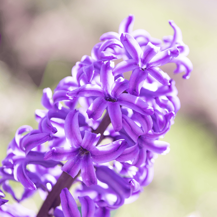 Purple Hyacinth – Fresh Cut Dutch, Scented (Wholesale)