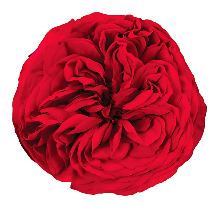 Red Piano Single Garden Rose – Wholesale Premium Roses