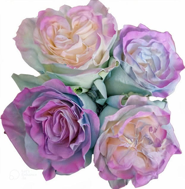Seahorse Rose Tinted (Fresh Cut)