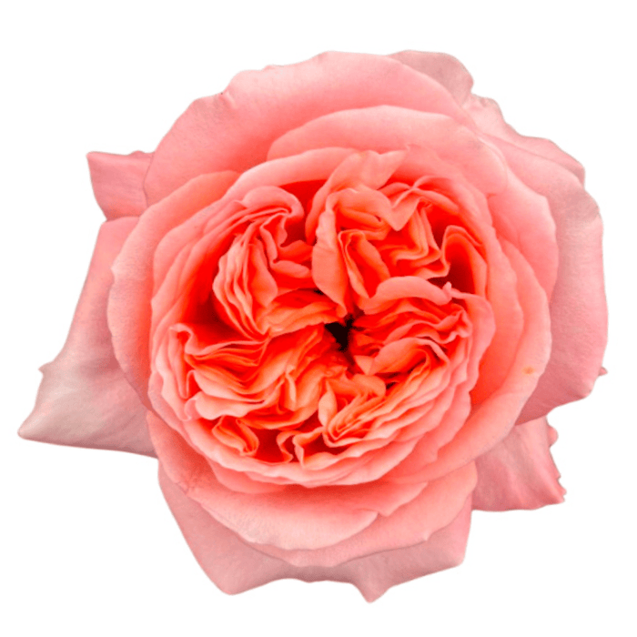 Sweet London Garden Rose – Wholesale Premium Roses