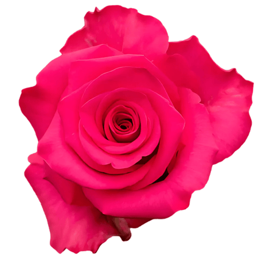 Vi Pink Rose Fresh Cut – Premium Farm Direct Roses
