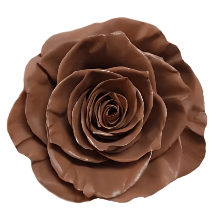 Walnut Mocha Mousse Tinted Rose PANTONE 2025 (Fresh Cut)